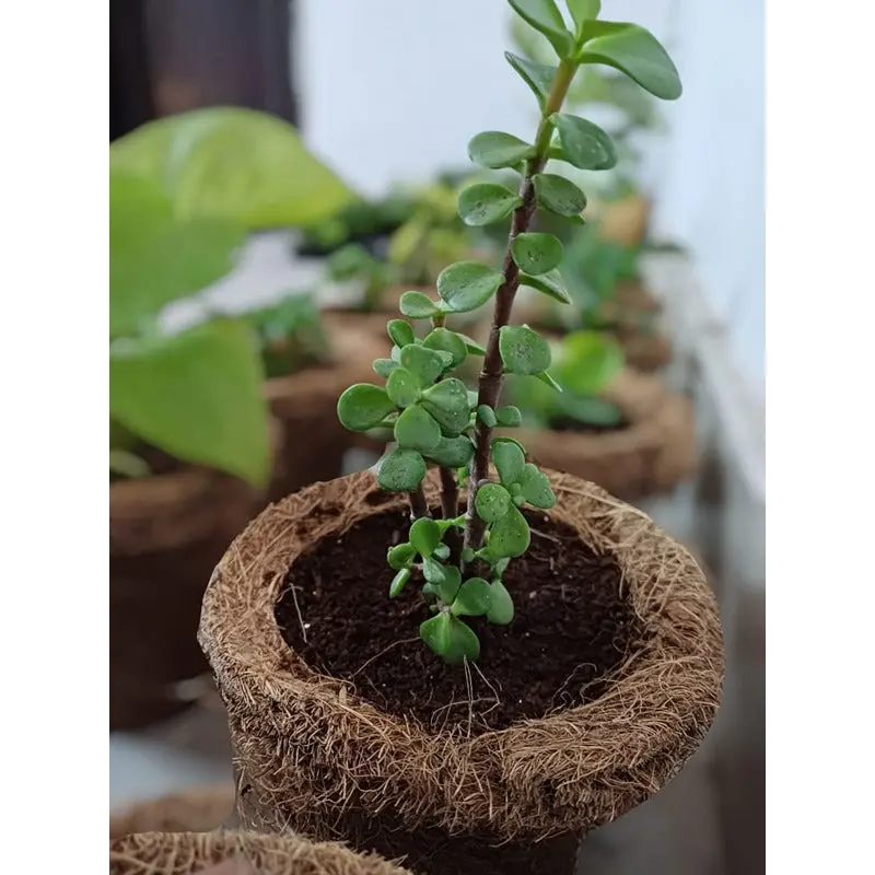 Ilearnngrow Diy Garderning Kit (6-9 Years) 1